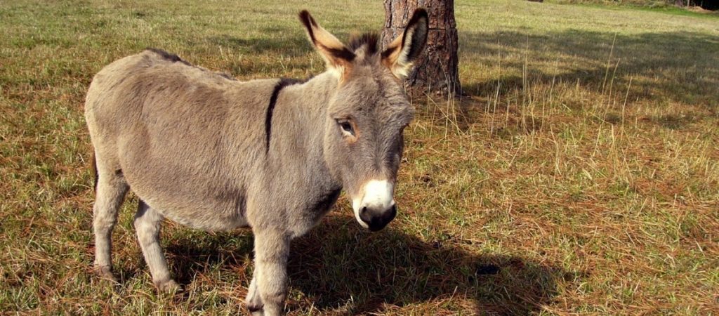 Μύκονος: Για…μπάνια στην Ψαρρού κατέβηκαν τρία γαϊδουράκια! (βίντεο)