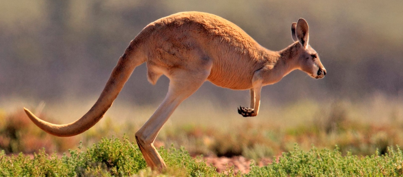 Ένα μικρό καγκουρό παίρνει στο κατόπι τον άντρα που του ετοιμάζει φαγητό! (βίντεο)