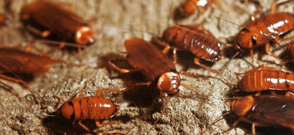 Εύκολοι 6+1 τρόποι για να αποχαιρετήσετε μία για πάντα τις κατσαρίδες