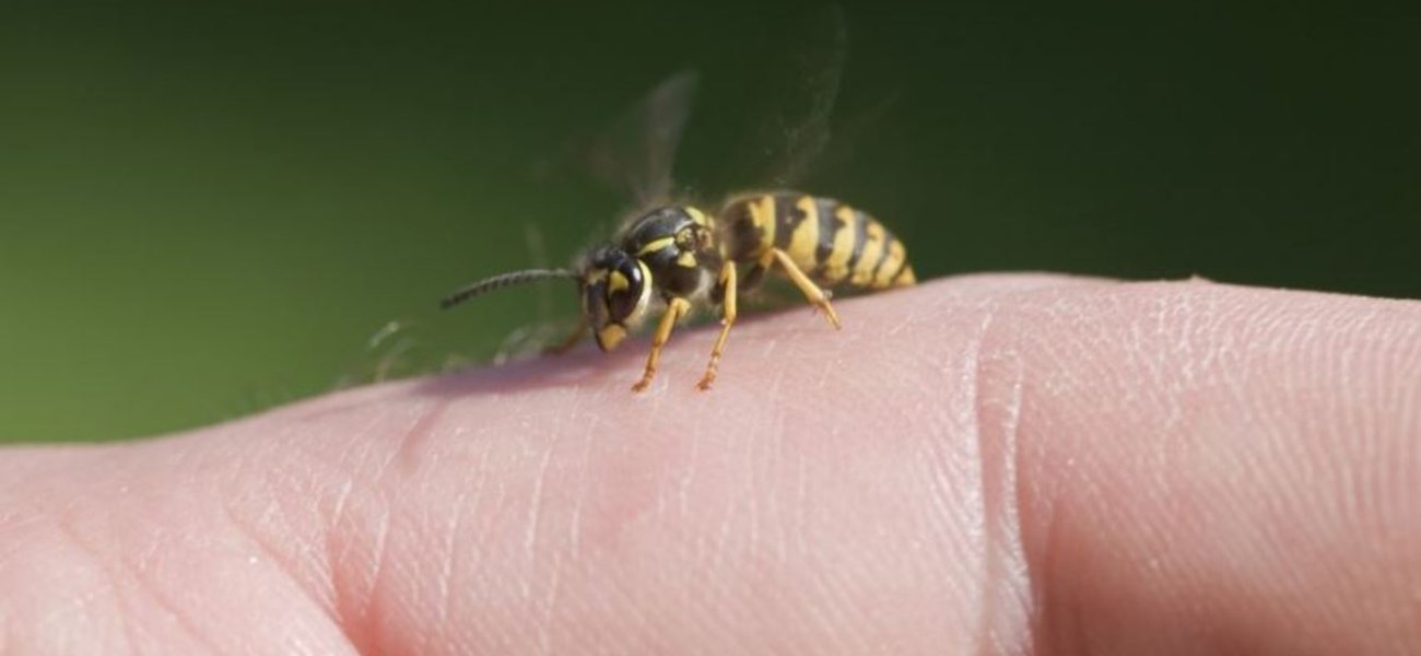 Κρήτη: Το τσίμπημα της σφήκας που παραλίγο να οδηγήσει 37χρονο στον θάνατο