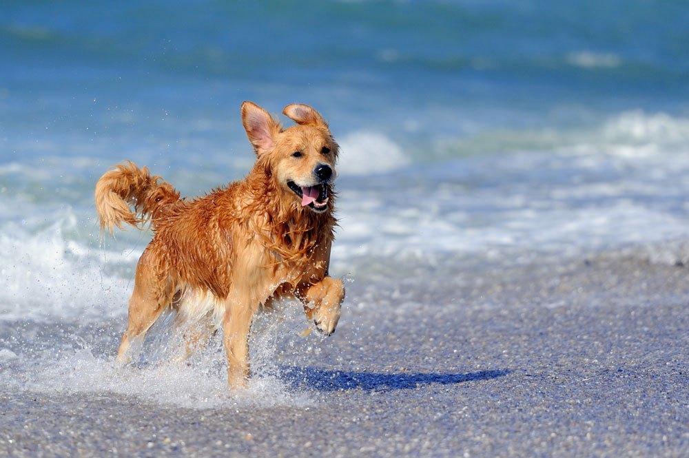 Σκύλος και θάλασσα: Τι να προσέχετε όταν πηγαίνετε μαζί στην παραλία