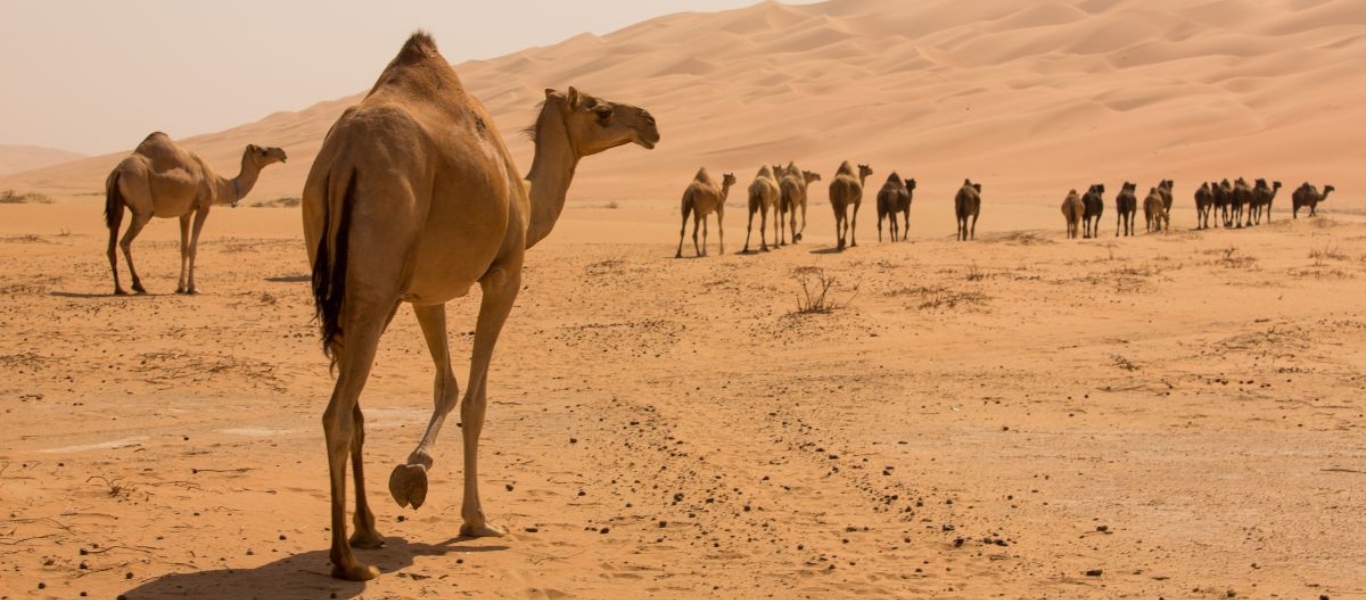 Νέα αποκάλυψη για την βιολογία της καμήλας – Πως επιβιώνει στην έρημο χωρίς νερό για εβδομάδες
