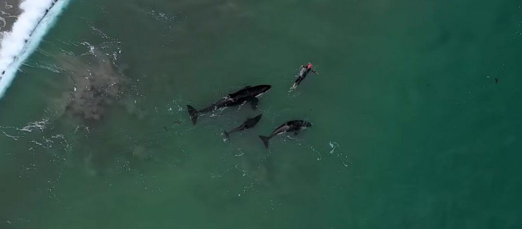 Όρκες περικυκλώνουν κολυμβήτρια και…παίζουν μαζί της (βίντεο)