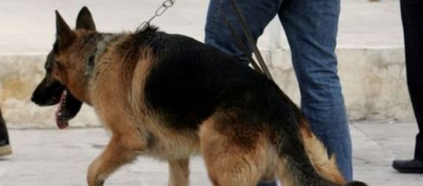 Σκύλος της αστυνομίας εντόπισε συσκευασίες ηρωίνης σε άντρα που ταξίδευε για Σαντορίνη!