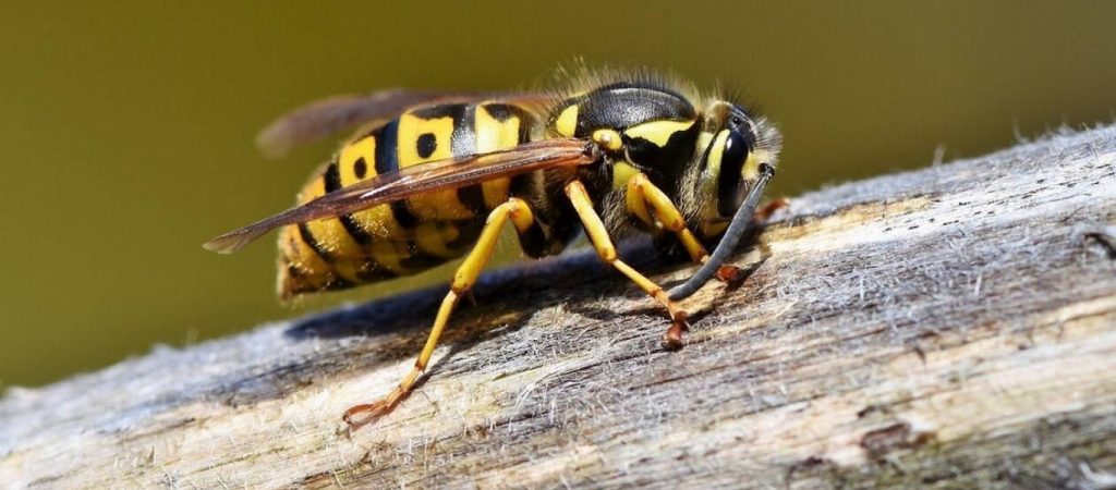 Τρίκαλα: Νεκρός 61χρονος άνδρας από τσίμπημα σφήκας – Είχε φωλιάσει στη μηχανή αυτοκινήτου