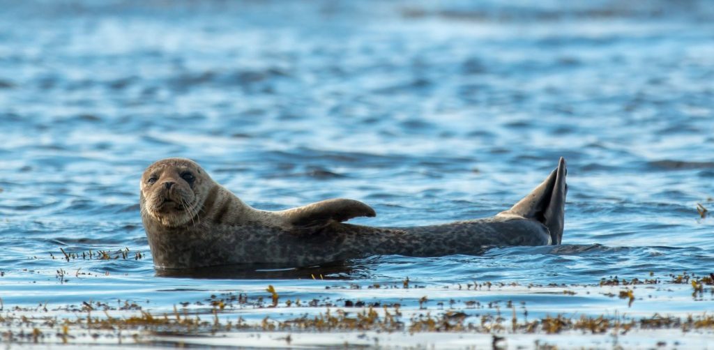 ΚΙΝΑΛ: «Απαιτούμε από την κυβέρνηση να δράσει άμεσα για τη σύλληψη δολοφόνων της φώκιας – συμβόλου της Αλοννήσου»