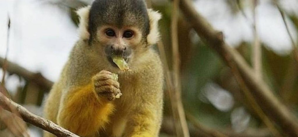 Τολμηρή μαϊμού σπάει τζαμαρία σε ζωολογικό κήπο και προκαλεί «πανικό» (βίντεο)