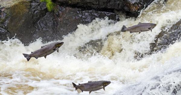 ΗΠΑ: Σολομοί σχεδόν «ψήθηκαν» μέχρι θανάτου εξαιτίας του καύσωνα! (βίντεο)