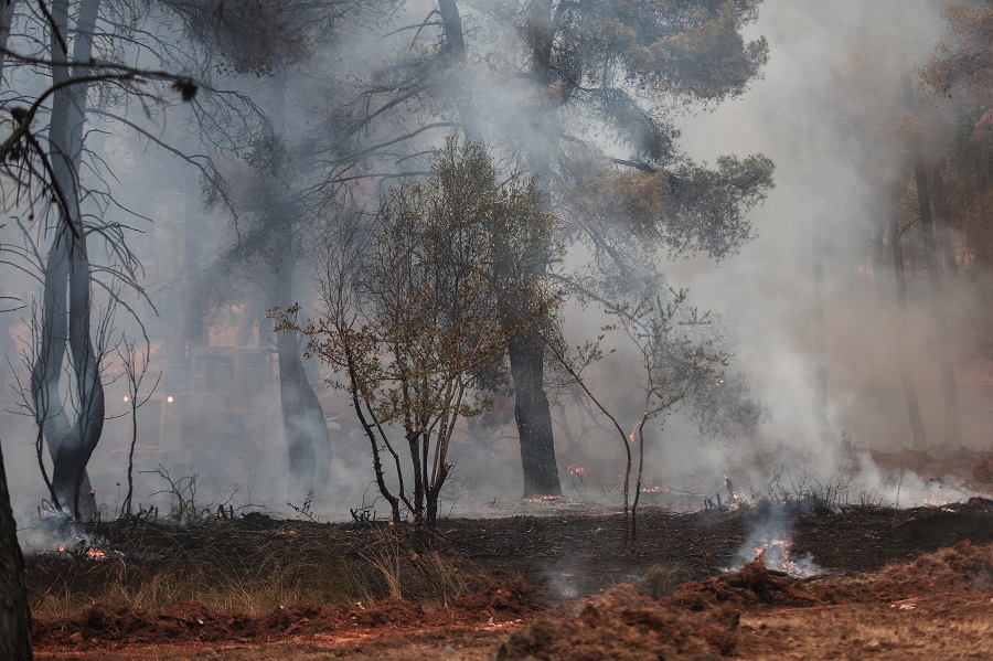 Το «μαργαριτάρι» του ΣΚΑΙ για την φωτιά στη Σταμάτα: «Τα φλεγόμενα ζώα φταίνε για την μετάδοση»