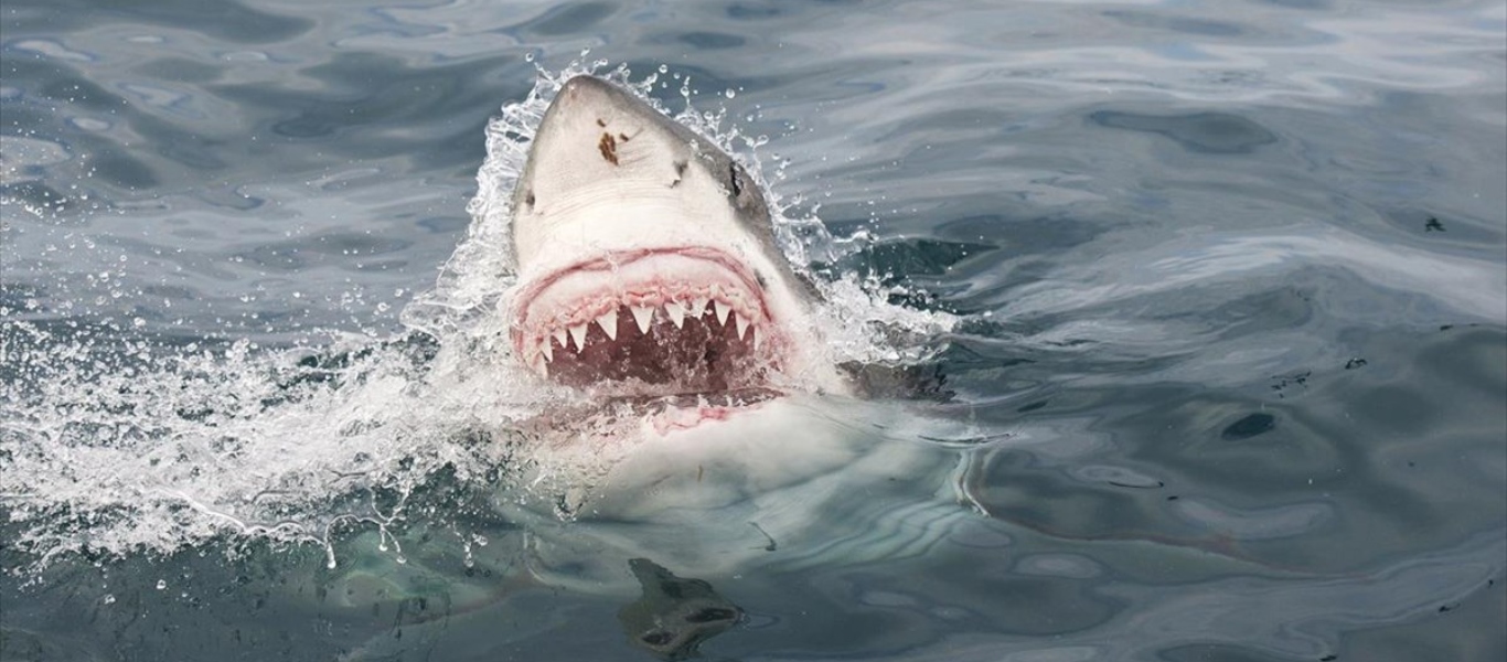 Απρόσμενη ψαριά για ψαράδες στην Κέρκυρα – Έπιασαν καρχαρία… 200 κιλών (φώτο)