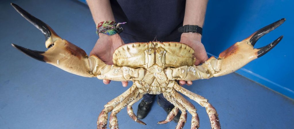 Κάβουρας που τηγανίζεται ζωντανεύει και τρώει τα λαχανικά στο τηγάνι! (βίντεο)