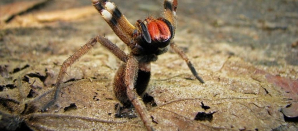 Τεράστια αράχνη καταβροχθίζει πόσουμ – H φωτογραφία που έγινε viral (φωτο)