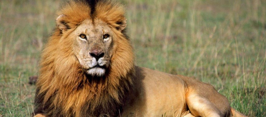 Λιοντάρι το «έσκασε» από το εθνική πάρκο της Κένυας – Πανικός στην περιοχή (βίντεο)