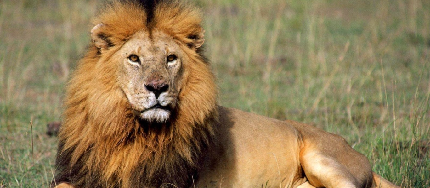 Λιοντάρι το «έσκασε» από το εθνική πάρκο της Κένυας – Πανικός στην περιοχή (βίντεο)