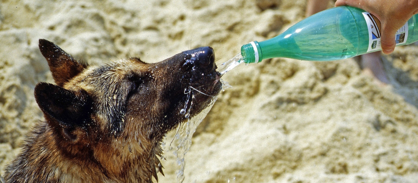 Καύσωνας και κατοικίδια – Πως να προστατεύσετε τα αγαπημένα σας ζώα