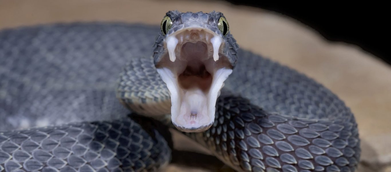 Εντυπωσιακό θέαμα: Η στιγμή που δικέφαλο φίδι καταβροχθίζει δύο ποντίκια (βίντεο)