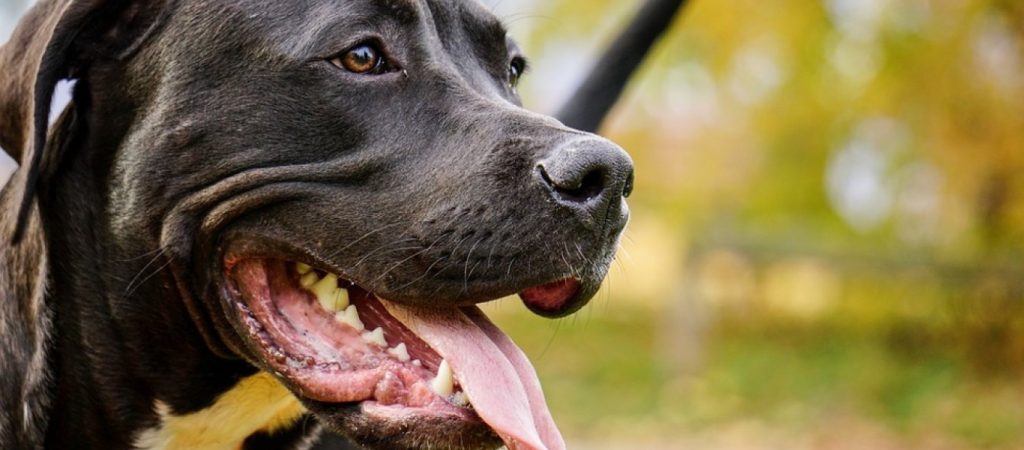 Θεσσαλονίκη: Χρηματικό πρόστιμο σε ιδιοκτήτες σκύλων για βόλτα χωρίς λουρί