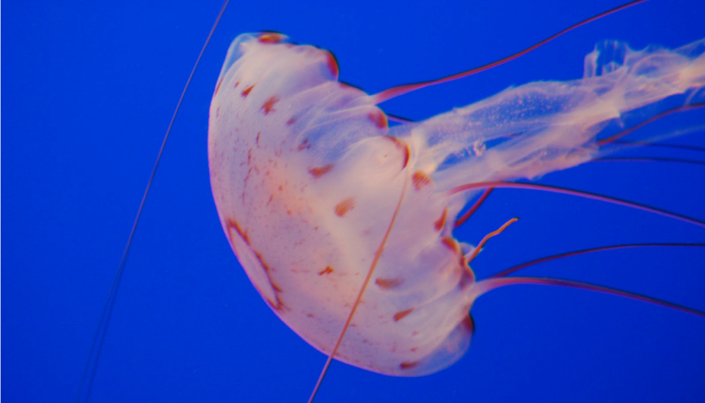 Τσίμπημα από τσούχτρα: Πως φεύγει ο πόνος – Τι να κάνετε αμέσως