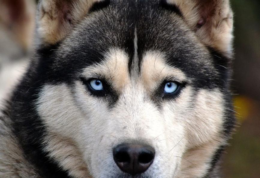 Οικογένεια εγκαταλείπει χάσκι στη μέση του πουθενά και αυτό τρέχει πίσω από το αμάξι να τους φτάσει (βίντεο)