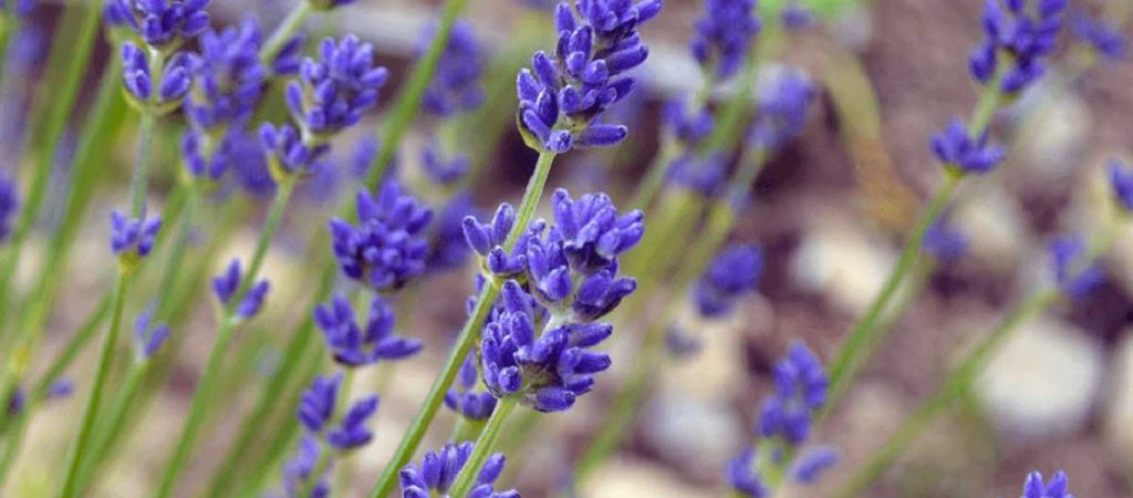 Αυτά είναι τα 2+1 αποτελεσματικά φυσικά απωθητικά για τα κουνούπια