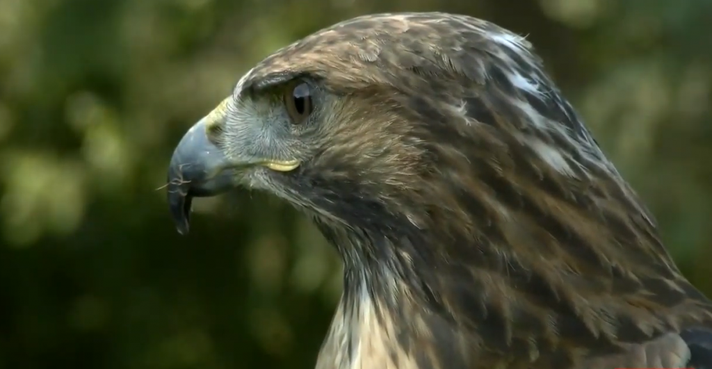 Κρήτη: Ναυαγοσώστης διέσωσε γεράκι από τη θάλασσα (φωτο)
