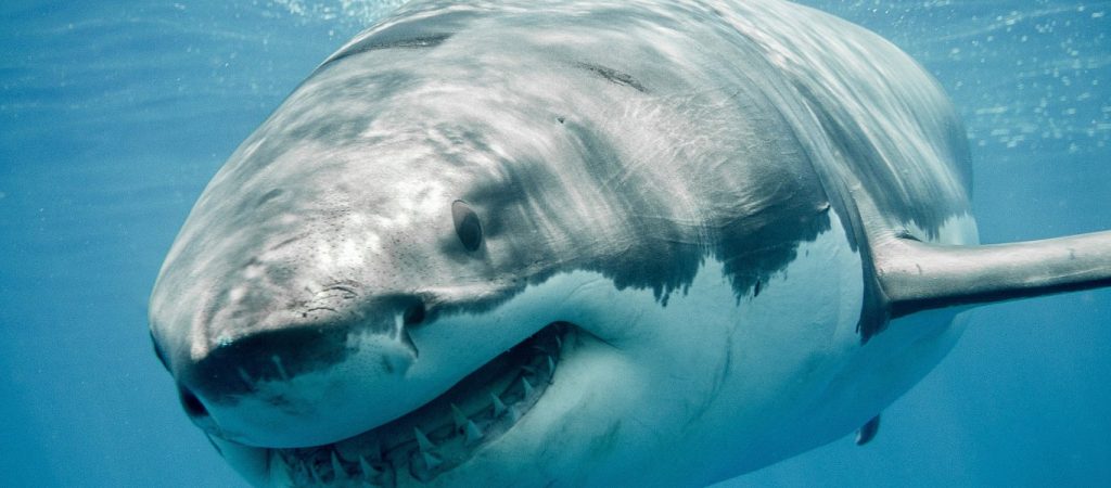 Η ανατριχιαστική στιγμή που ένας ψαροντουφεκάς μάχεται με…καρχαρία! (βίντεο)