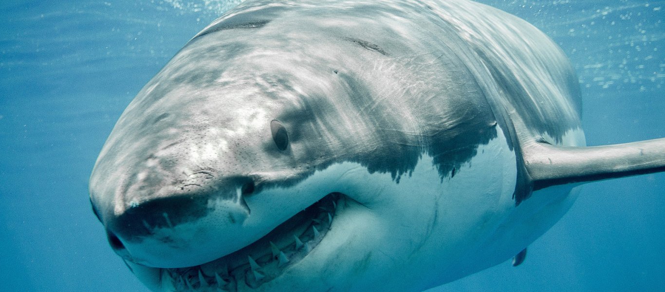 Η ανατριχιαστική στιγμή που ένας ψαροντουφεκάς μάχεται με…καρχαρία! (βίντεο)