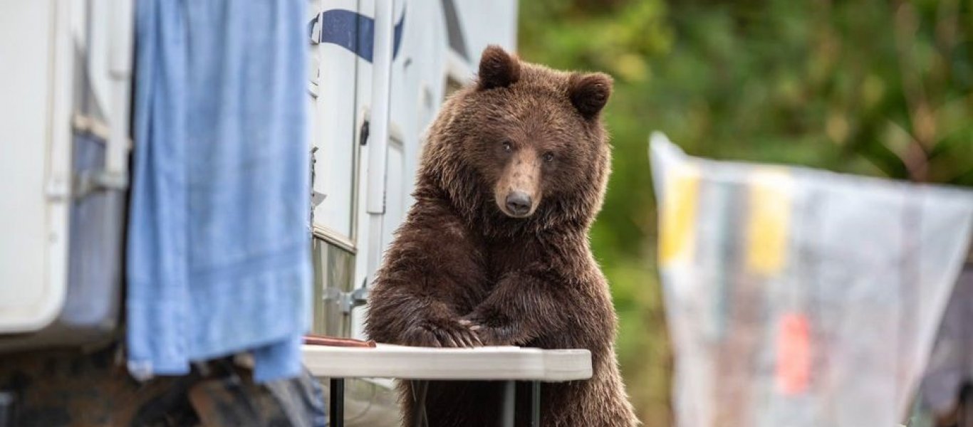 Λυκόσκυλο έπιασε… απροσδόκητες φιλίες με μια τεράστια μαύρη αρκούδα! (βίντεο)