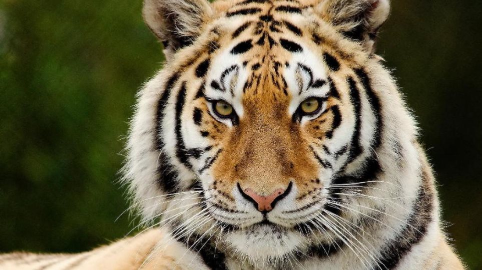 Δύο τίγρεις σε ζωολογικό κήπο στην Ινδονησία προσβλήθηκαν από κορωνοϊό