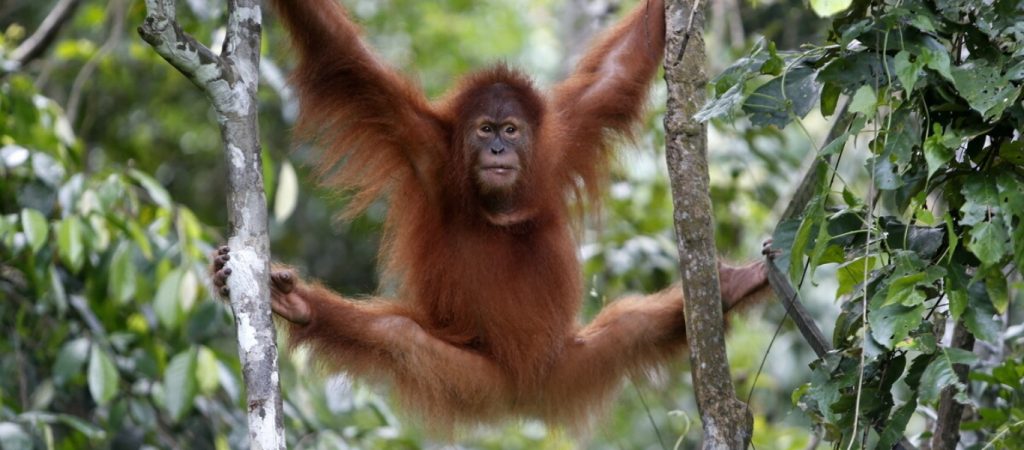 Ξεκαρδιστικό βίντεο – Ουρακοτάγκος φοράει γυαλιά και ποζάρει σαν μοντέλο (βίντεο)