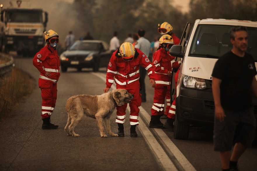 Φωτιά στη Βαρυμπόμπη: Εθελοντές του Ερυθρού Σταυρού πρόσφεραν φροντίδα σε σκύλο! (φώτο)