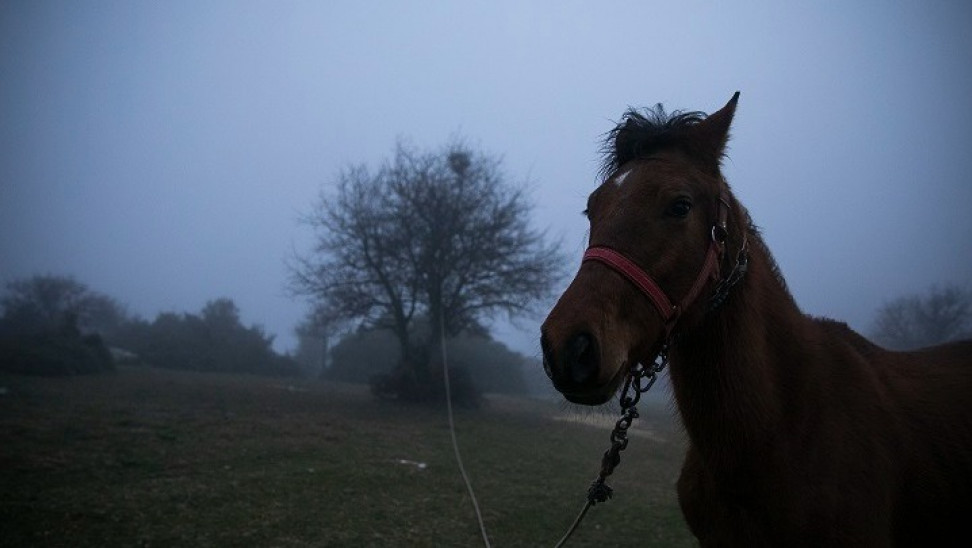 Φωτιά στην Βαρυμπόμπη: Ανησυχία για πάνω από 300 άλογα στους ιππικούς ομίλους της περιοχής