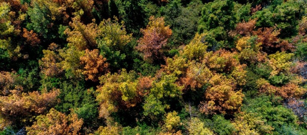 Ρόδος: Προληπτική απαγόρευση κυκλοφορίας για σήμερα στις δασικές περιοχές