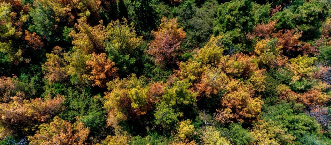 Ρόδος: Προληπτική απαγόρευση κυκλοφορίας για σήμερα στις δασικές περιοχές