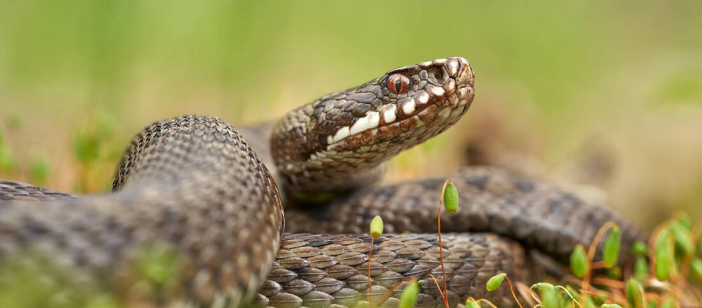 Φίδι βρέθηκε σε… γήπεδο και διέκοψε ποδοσφαιρικό αγώνα! (βίντεο)