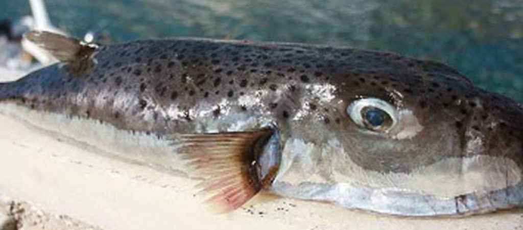 ΗΠΑ: Άντρας αλίευσε ψάρι με…ανθρώπινα δόντια! (φώτο)