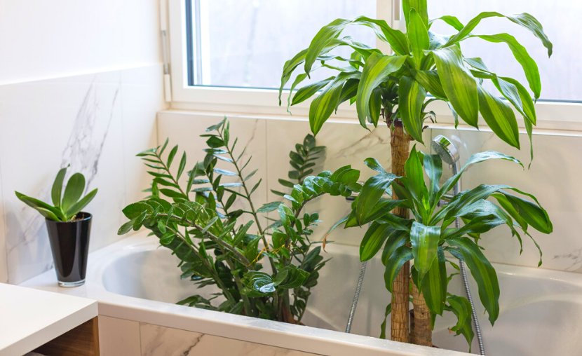 Τι να κάνετε για να μην μαραθούν τα φυτά σας όσο λείπετε σε διακοπές