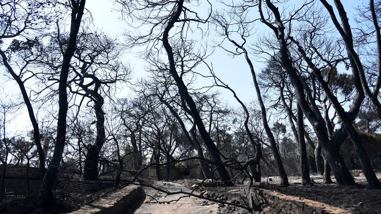 Τραγικός ο μέχρι στιγμής απολογισμός της κυβερνητικής ανικανότητας: Πάνω από 270.000 καμένα στρέμματα σε Αττική & Εύβοια