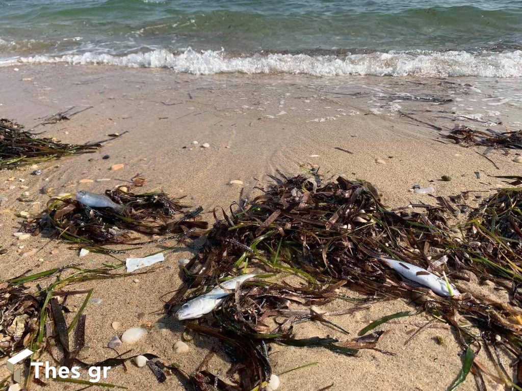Χαλκιδική: Νεκρά ψάρια ξεβράστηκαν σε παραλία στην περιοχή της Βεργιάς