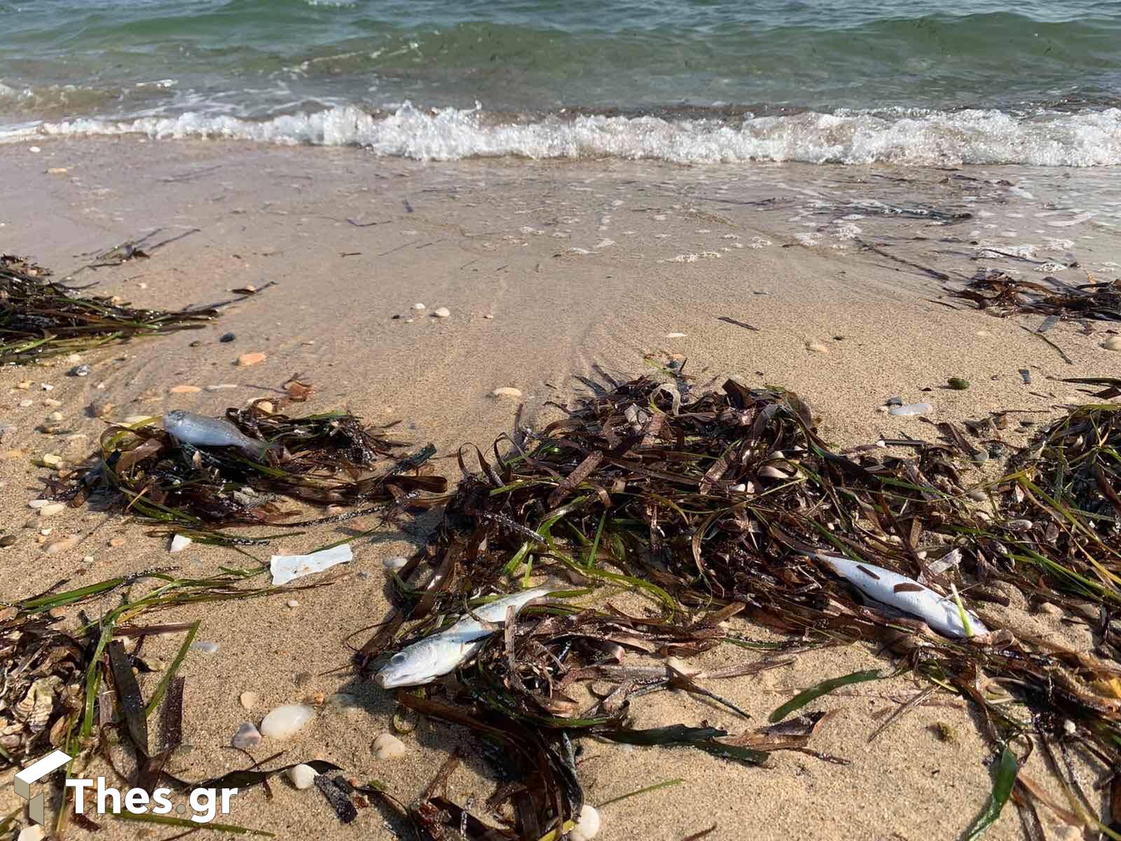 Χαλκιδική: Νεκρά ψάρια ξεβράστηκαν σε παραλία στην περιοχή της Βεργιάς
