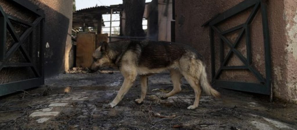 Φωτιά στη Βαρυμπόμπη: «Η περιοχή έχει μετατραπεί σε νεκροταφείο ζώων»