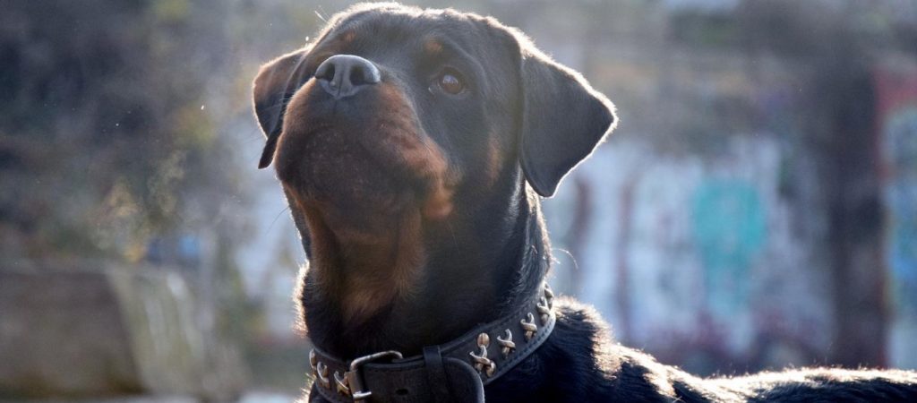 Τραγωδία στις ΗΠΑ: Το ροτβάιλερ της οικογένειας κατασπάραξε το μωρό