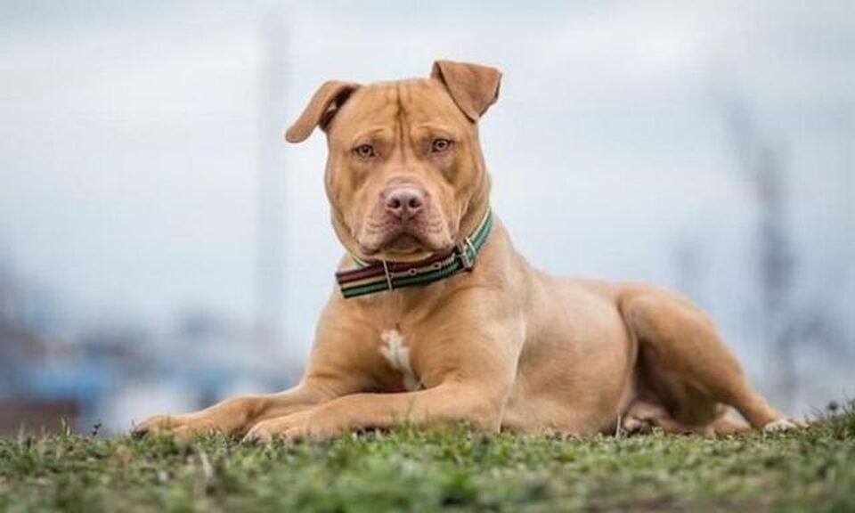 Μαρτυρία από Γαλάτσι: «Δεν υπήρχε λόγος ο αστυνομικός να πυροβολήσει τον σκύλο – Δεν τον δάγκωσε» (βίντεο)