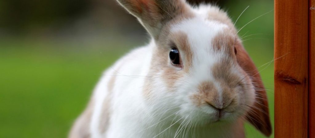 Βρετανία: Δεύτερες σκέψεις για την επανέναρξη πειραμάτων σε ζώα για ουσίες καλλυντικών