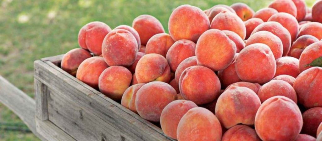 Επιχείρηση Κλοιός: Εξαρθρώθηκε κύκλωμα φοροδιαφυγής στο εμπόριο ροδάκινων