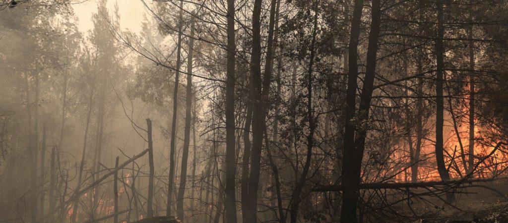 Αναδάσωση: «Παράλογο να εισάγουμε δέντρα – Κόστος τρομακτικό και αποτέλεσμα αμφιλεγόμενο» λέει ειδικός (βίντεο)