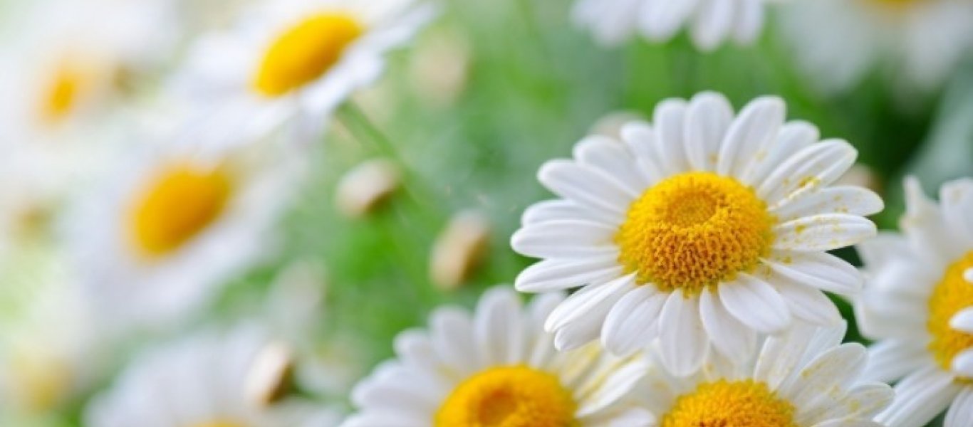 Το χαμομήλι και οι ευεργετικές του ιδιότητες