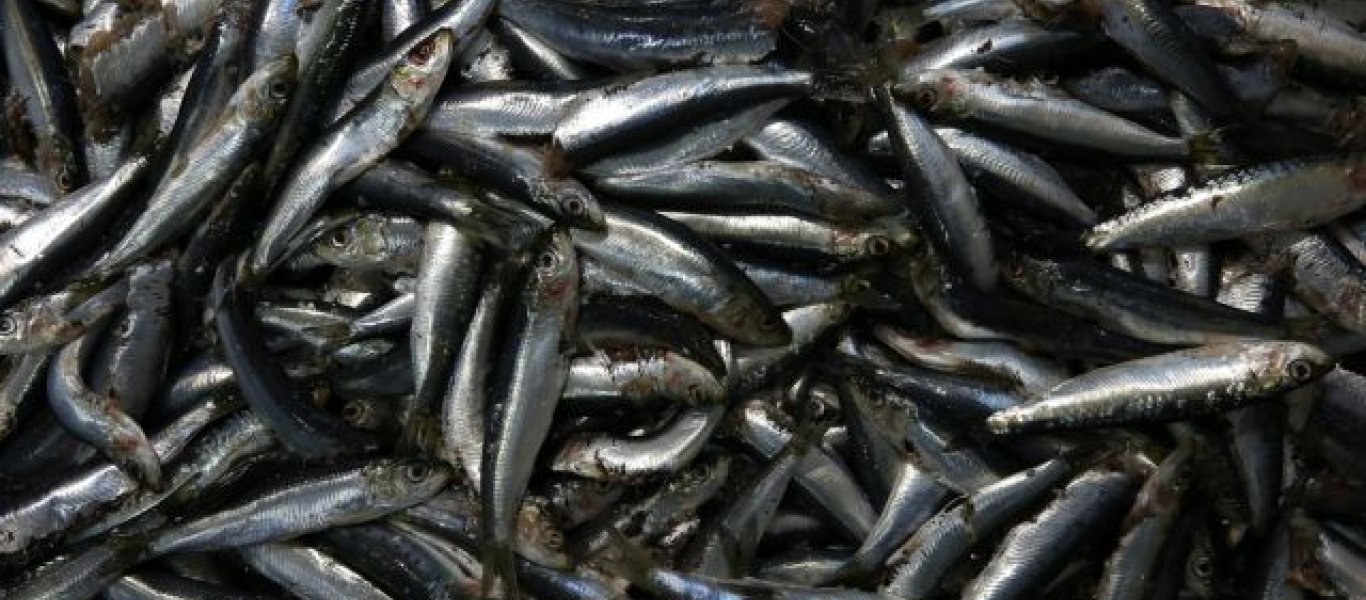 Δείτε γιατί πρέπει να εντάξετε στην διατροφή σας τις σαρδέλες