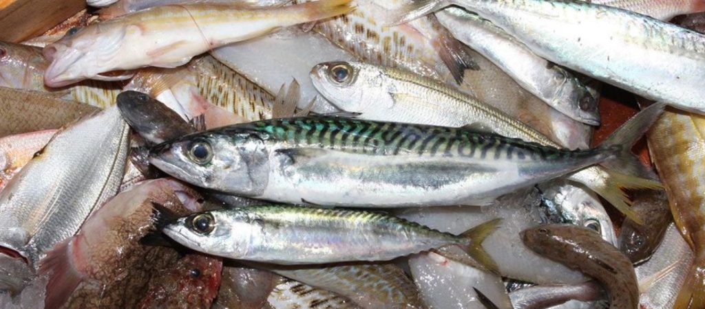 Δες πως να ξεχωρίζεις το φρέσκο ψάρι
