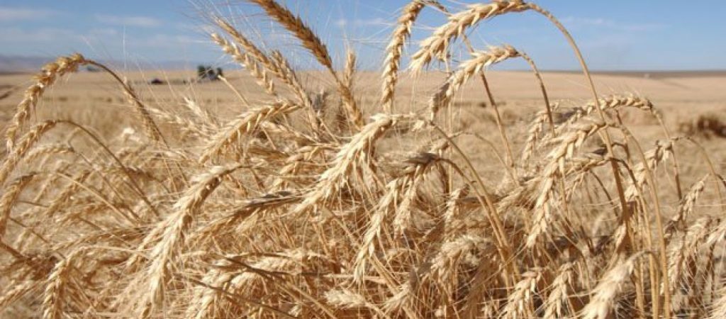 Ουκρανία: Προσπαθεί να «σώσει» τις εξαγωγές σιτηρών